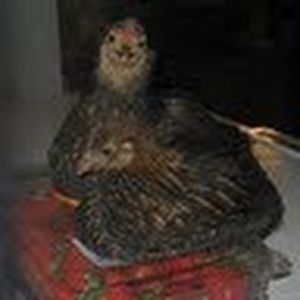 Meet your Posher, Kabrina